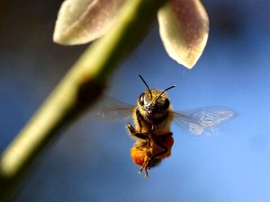 Bee_buzzing_around_the_lemon_tree