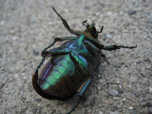 beetle-on-its-back