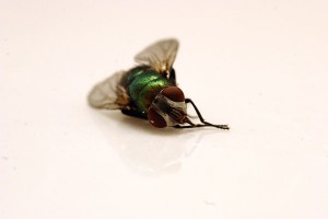 deadfly