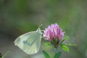 2009-10-01_(14)_Small_white_butterfly,_Kleiner_Kohlweißling,_Pieris_rapae