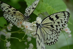 black-and-white-butterfly-pair-at-butterfly-reserve-photo_1439311-770tall