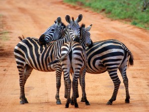 zebra-huddle-kenya_12666_990x742