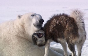 Polar Bear and Husky play