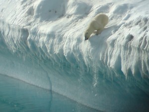 Polar-bear-on-iceberg