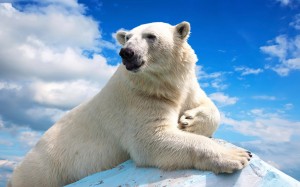 polar-bear-eyeballs-in-sub-freezing-temps-ftr