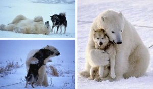 polarbear_husky_wolf