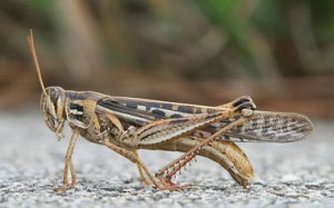 380px-American_Bird_Grasshopper