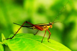 Grasshopper-Photo-Shawn-Chia-