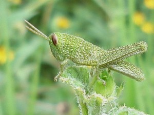 tiny-green-grasshopper