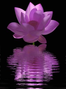 Flower-Nature-Water-Lily-Purple-Lotus-Flower-Reflections