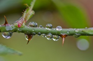 rain_on_rose_thorns_by_halfhandau-d52d03q