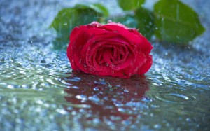 red-rose-in-rain
