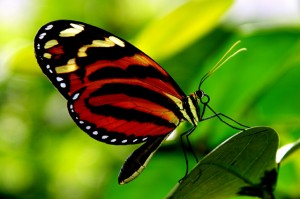 35-most-beautiful-butterfly-pictures-14