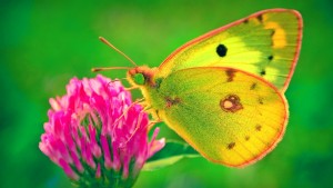 Beautiful-Photo-Yellow-Butterfly-Perch-on-Flower-Wallpaper