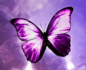 Purple-Butterflies-butterflies-35243884-716-580
