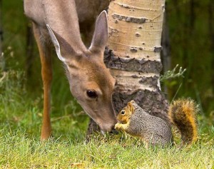 a.baa-deer-and-squirrel-best-frien