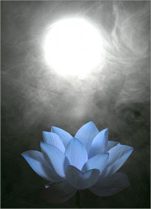 blue-lotus-flower-img-0597-38738