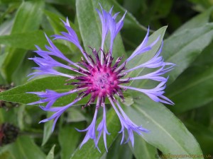 exotic-violet-flower-with-purple-stamen
