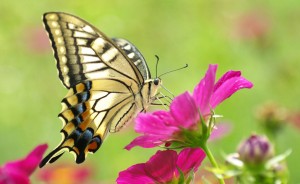 macro-butterfly-butterfly-beautiful-beauty-colorful-yellow-flower-pink