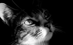 Black-and-White-Mysterious-Cat-1200x750