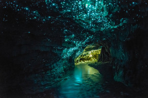 The Magical Caves Filled Stars, Waitomo Glowworm