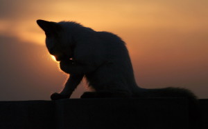 shadow-cat-twilight-kitten-animals