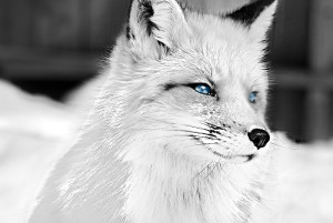 white_fox_by_solacenigma420-d4xdoii
