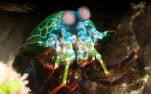 Amazing-Animals-That-You-Wont-Believe-Actually-Exist-12-Mantis-Shrimp