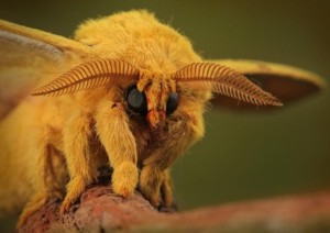 Amazing-Animals-That-You-Wont-Believe-Actually-Exist-13-Venezuelan-Poodle-Moth