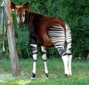 Amazing-Animals-That-You-Wont-Believe-Actually-Exist-2-Okapi