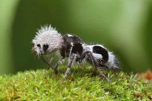 Amazing-Animals-That-You-Wont-Believe-Actually-Exist-4-The-Panda-Ant