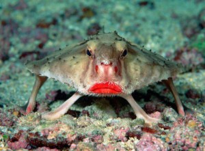 Amazing-Animals-That-You-Wont-Believe-Actually-Exist-6-Red-Lipped-Batfish
