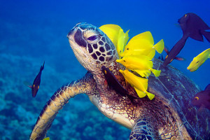 Award-Winning-Photo-Sea-Turtle