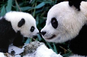 Mama-and-cub-pandas-10596212-705-467