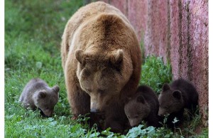 Mother bears with cubs