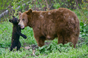 Black Bear cub standing on its hind legs next to its mother