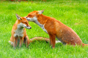 Red_Fox_(Vulpes_vulpes)_-British_Wildlife_Centre-8