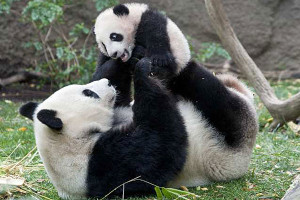 San_Diego_Zoo_s_resident_giant_panda_cub_Yun_Zi_frolic_with_his_mother_Bai_Yun