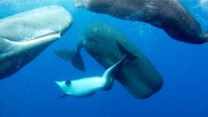 dolphin-with-spinal-trouble-sperm-whales_63541_990x742