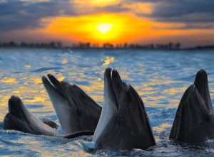 dolphins-537x395