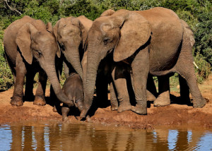 elephants-helping-family-baby