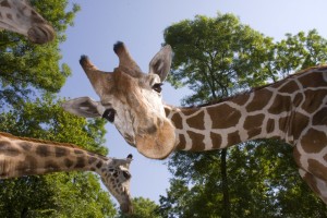 giraffes-2-possible-header