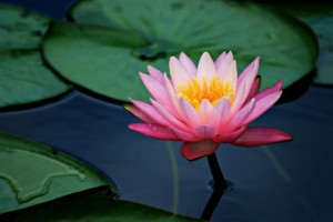 A pink lotus flower and lily pads with saturated color