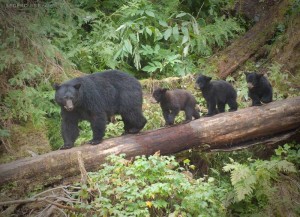 mama-bear-three-cubs-alaska-800x579