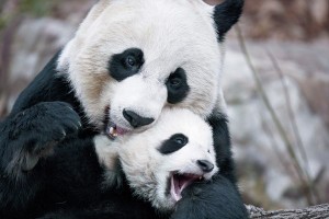 mother-baby-pandas_52364_600x450