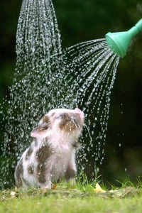 piglet-enjoying-shower