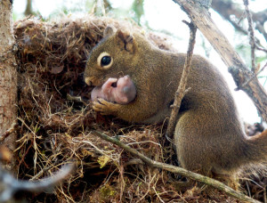 squirrel-adopt-baby