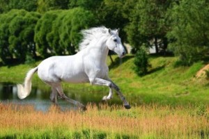 15713220-white-andalusian-horse-pura-raza-espanola-runs-gallop-in-summer-time_large