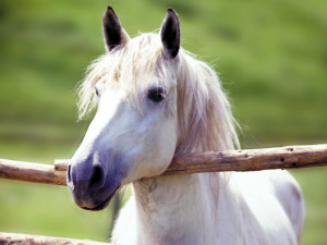 8589130455466-white-horse-smile-wallpaper-hd