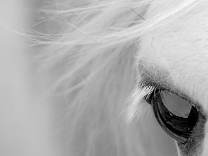 White Horse Eye